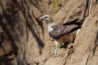 Cimango zlutavy - Milvago chimachima - Yellow-headed Caracara o0610